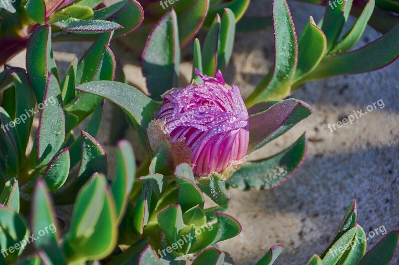 Flower Rocio Flora Plant Garden