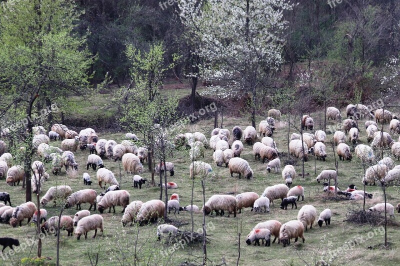 Sheepfold Berger Occupation Lamb Rural