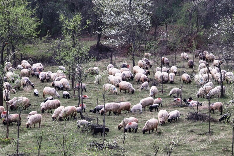 Sheepfold Berger Occupation Lamb Rural