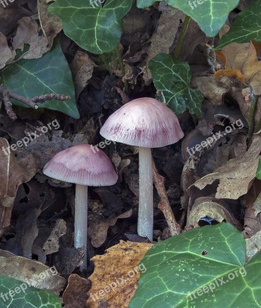 Mushrooms Pink-bonnet Nature Season Cap