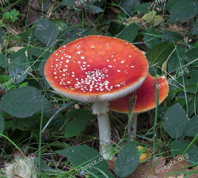 Toadstool Fly Agaric Mushroom Red Forest