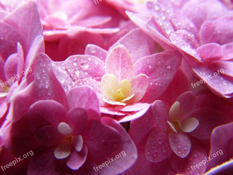 Hydrangea Pink Blossom Bloom Close Up