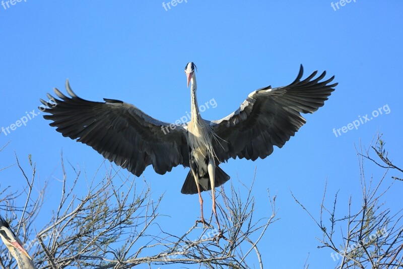 Bird Flight Pen Wing Beak