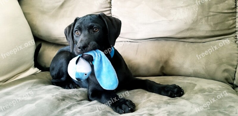 Puppy Black Lab Toy Playing Laying