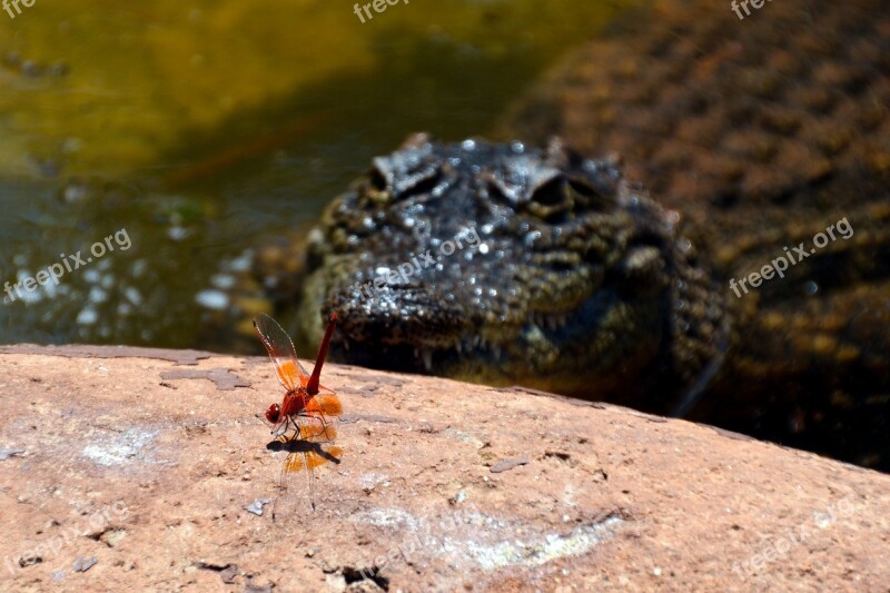 Danger Insect Crocodile Animal Life Free Photos