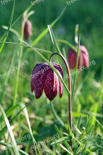 Lily King's Meadow Lily Fritillaria Meleagris Bed Free Photos