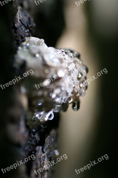 Klibbticka Mushroom Ticking Fomitopsis Pinicola Tribe