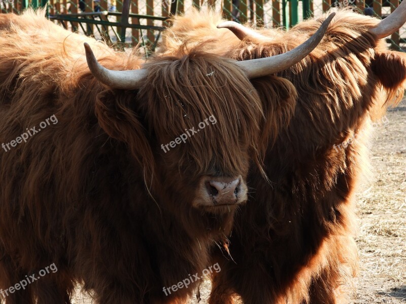 Bull Highland Cow Cattle Agriculture