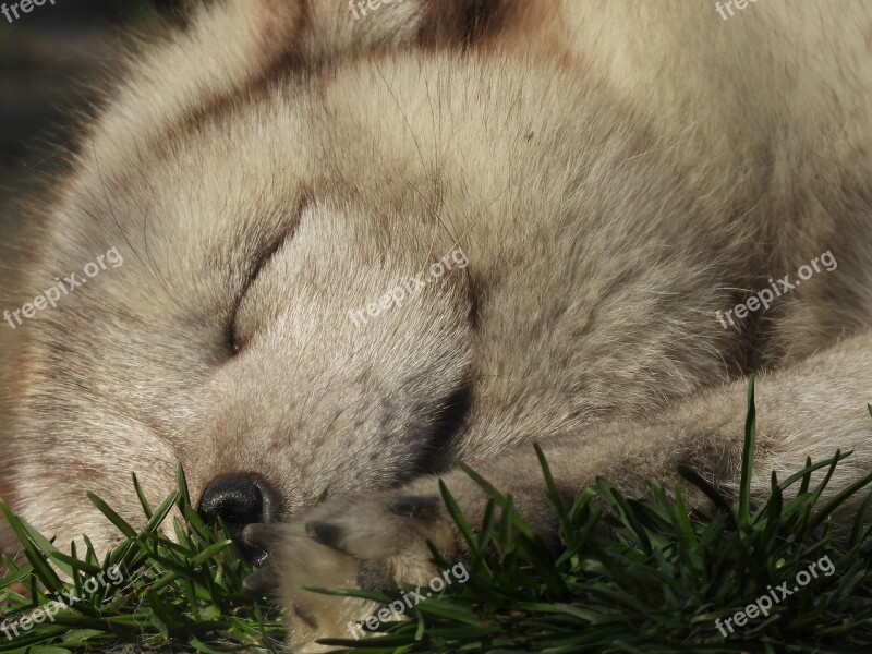 Fox Mammal Puppy Nature Fur