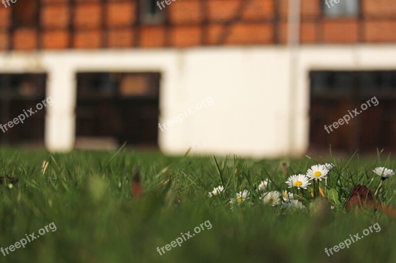 Spring Meadow Fachwerkhaus Farm Green Lawn Daisy