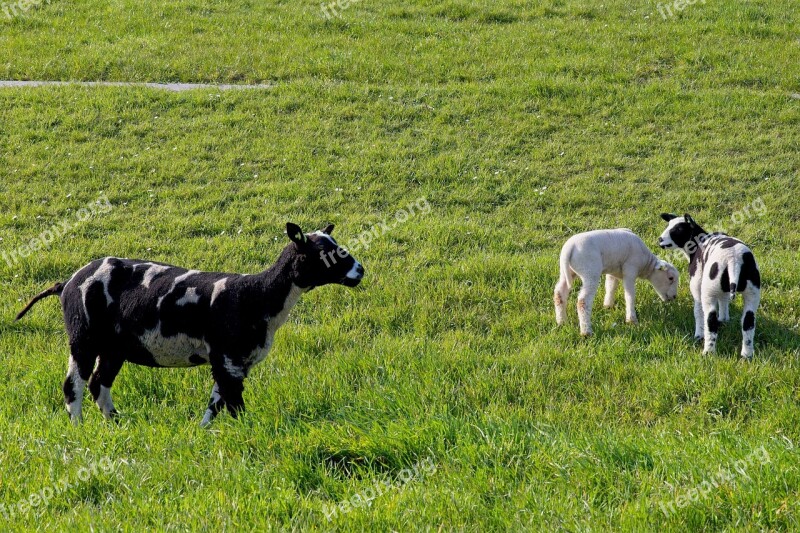 Sheep White Black Lamb Wool