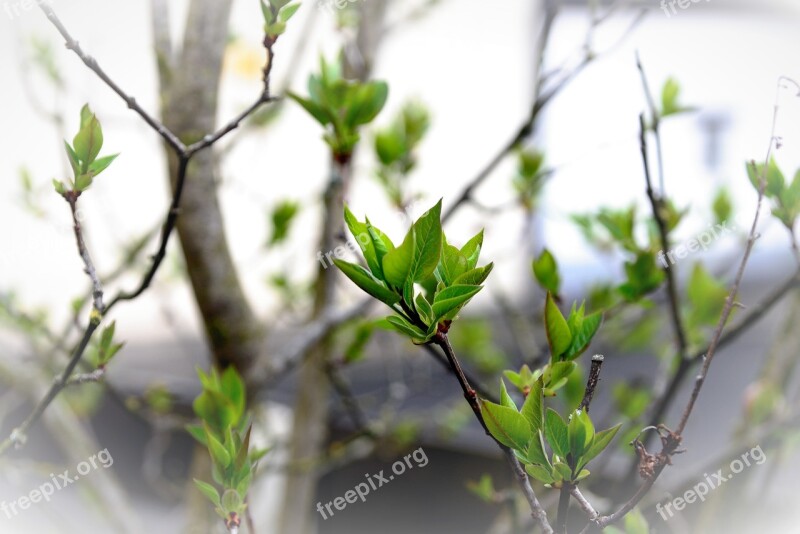 Leaves Green Lilac Tree Buds Lilac Lilac Tree