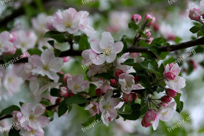 Flowers Pink Casey Tree Spring