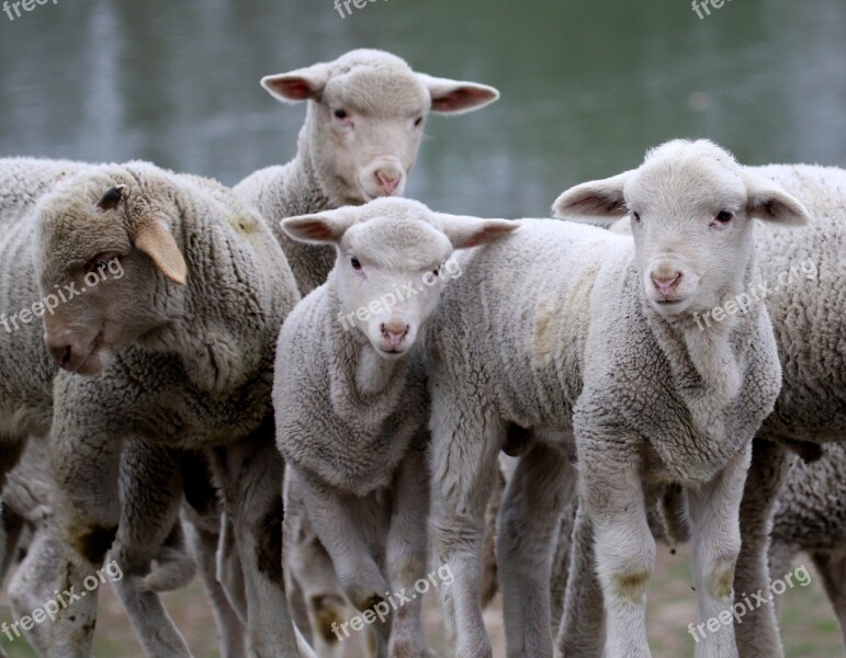 Lamb The Flock Pet Pasture Group