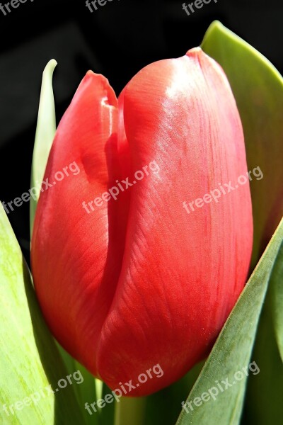 Tulip Flower Blossom Bloom Red