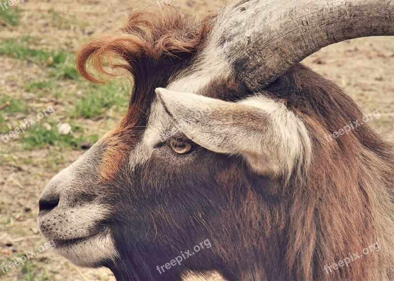 Goat Billy Goat Horns Livestock Horned