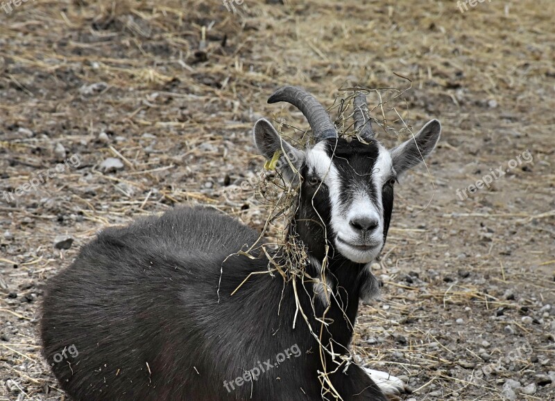 Goat Horns Livestock Horned Domestic Goat