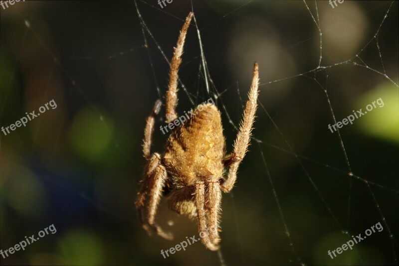 Spider Nature Arachnid Creature Outside