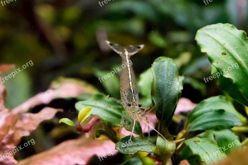 Shrimp Yamato Shrimp Aquarium Bucephalandra Water Plants