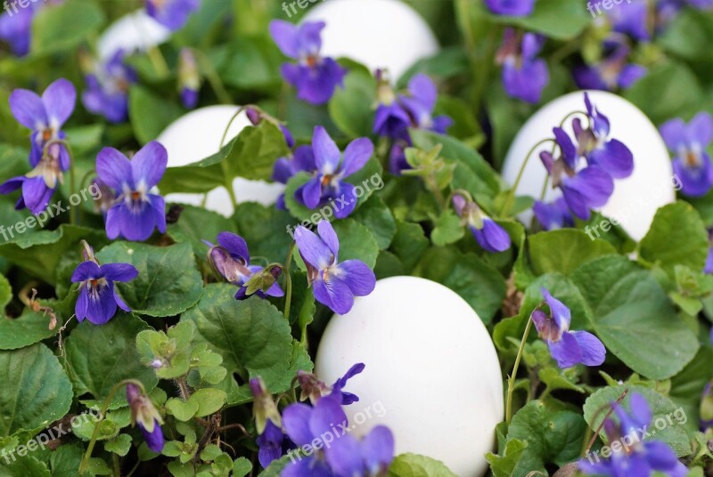 Violets Eggs White Easter Spring