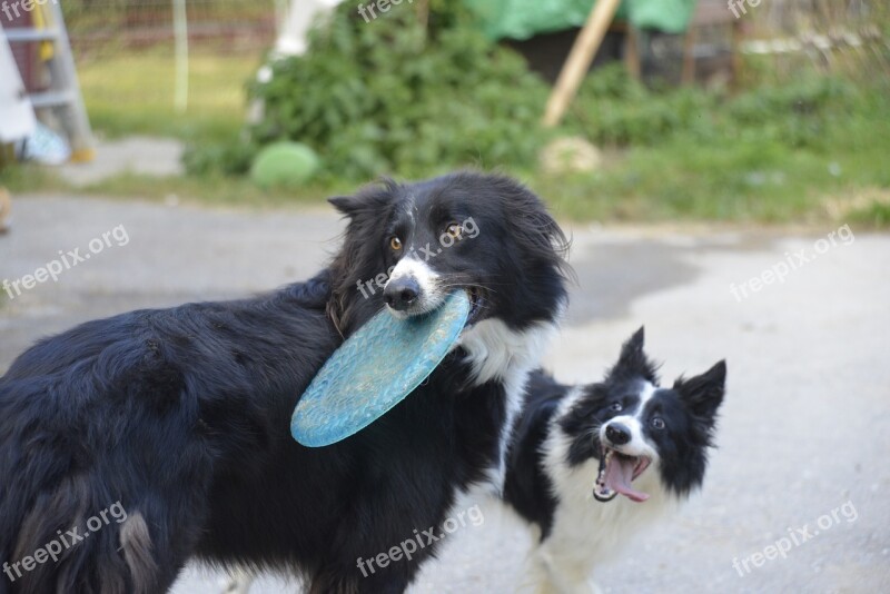 Happy Dog Frisbee Pet Fetch