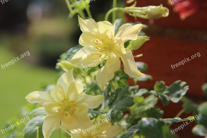 Columbine Ancolie Yellow Flowering Spring Flower