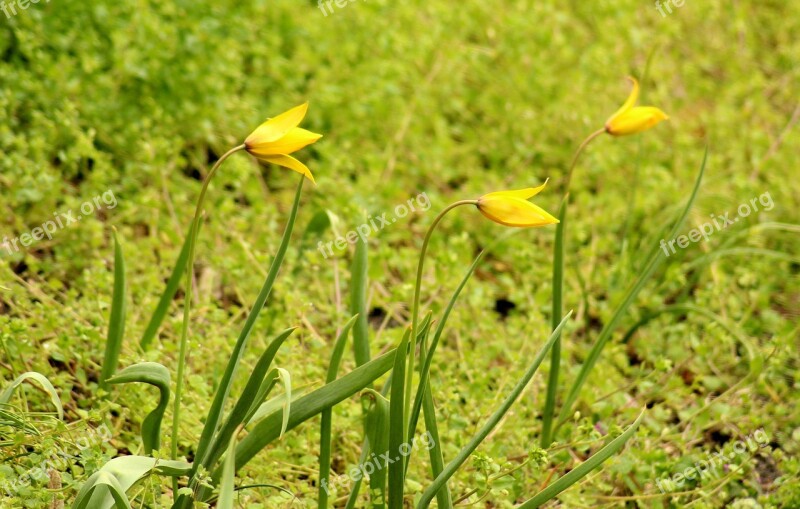 Tulips Spring Flowers Spring April Yellow