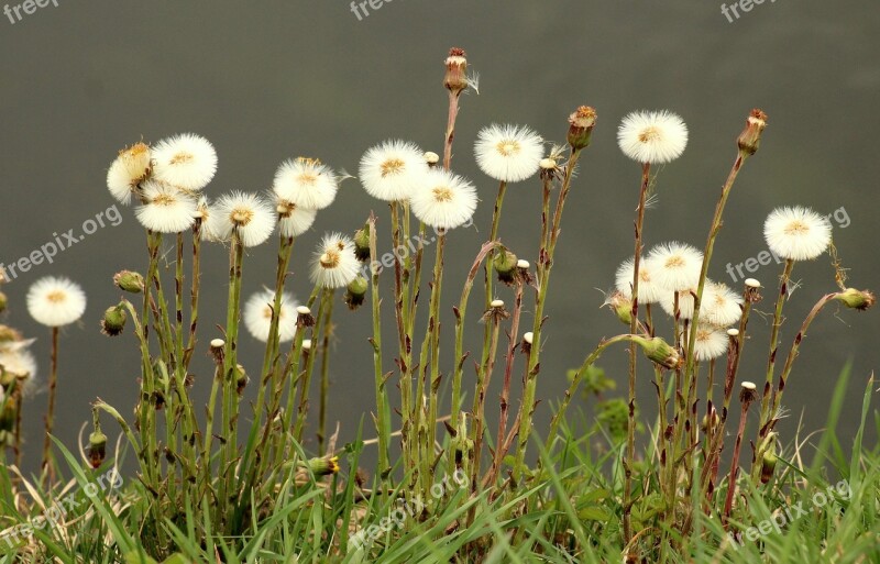 Nuns Sonchus Oleraceus Dandelions Over The Water Spring