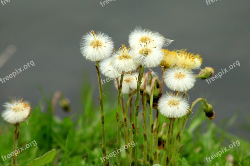 Sonchus Oleraceus Dandelion Dandelions Nuns Spring