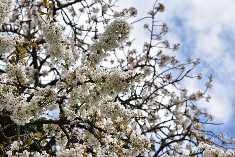 White Flowers Shrubs Cherry Flowers Garden Spring