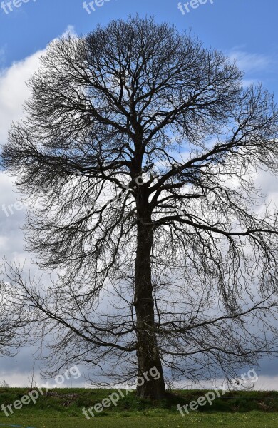 Tree Chestnut Chestnut Tree Without Leaves Nature Spring