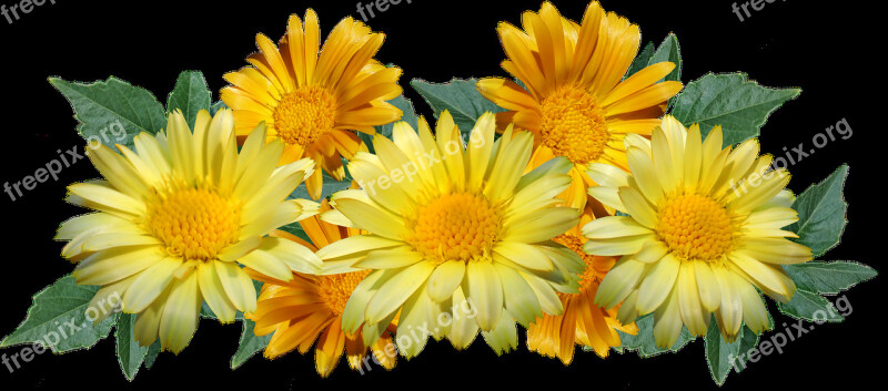 Daisies Flowers Yellow Arrangement Garden