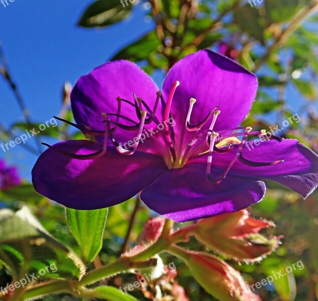 Flower Purple Shrub Garden Nature