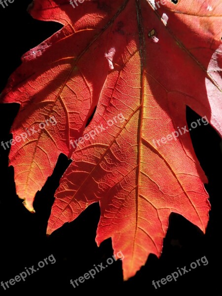 Leaf Autumn Tree Fall Colorful