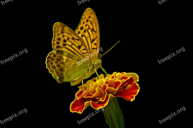 Butterfly Flower Nature Free Photos