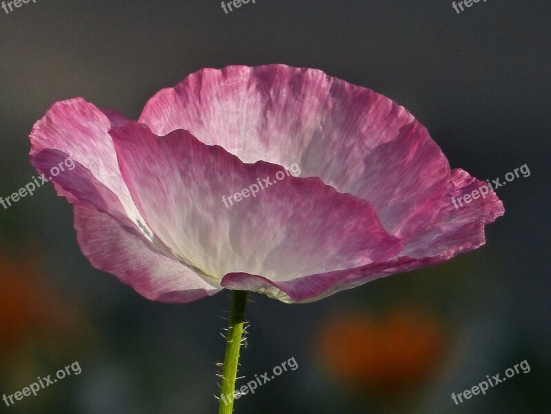 Beautiful Flower Beauty Garden Flowering