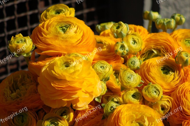 Buttercups Yellow Spring Yellow Flowers Buttercup Yellow