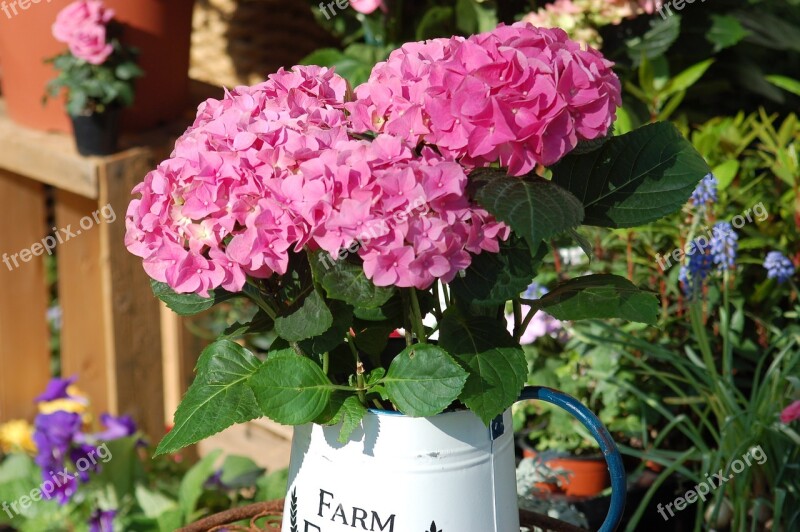 Hydrangeas Composition Floral Flower Bloom