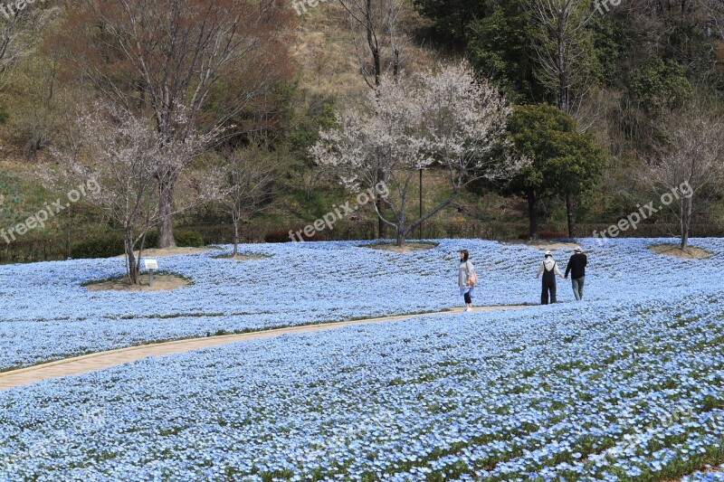 Landscape Park Spring Nemophila Flowers