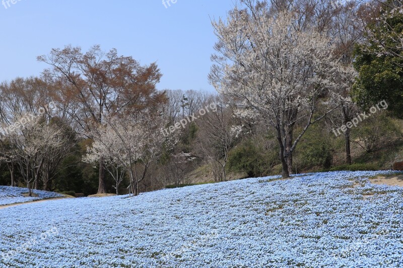 Landscape Park Spring Nemophila Flowers