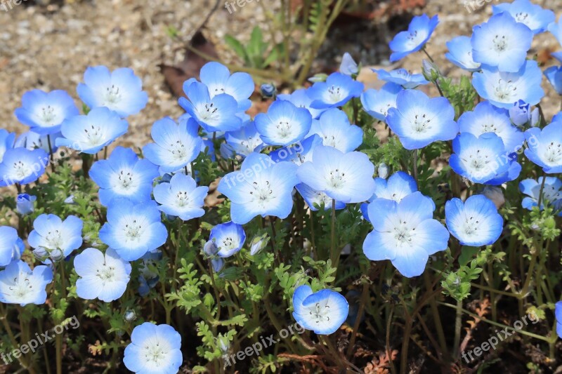 Natural Plant Flowers Nemophila Blue