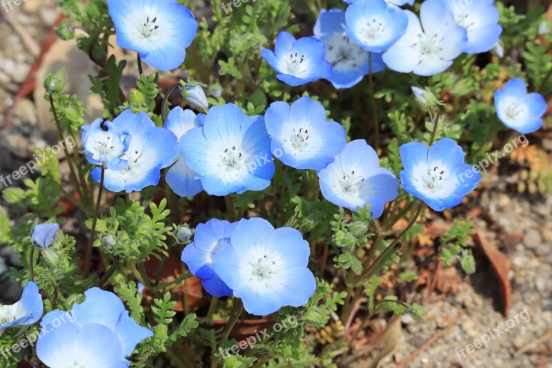 Natural Plant Flowers Nemophila Blue