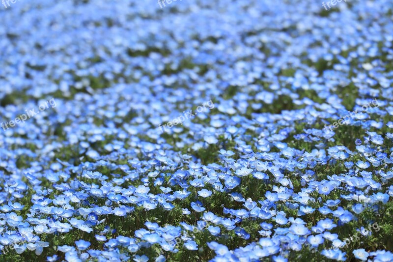 Natural Flowers Spring Nemophila Blue