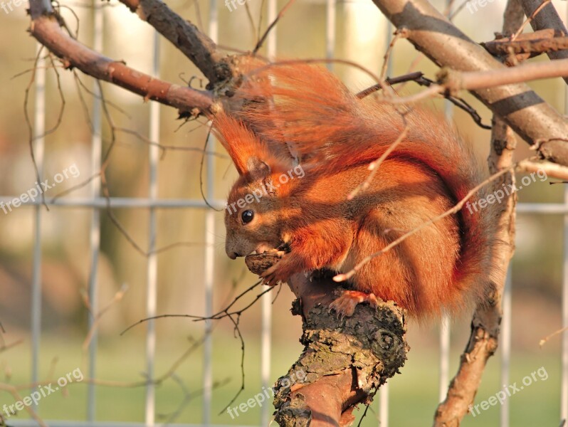 Red Squirrel Protein Eurasian Red Squirrel Sciurus Vulgaris Animal