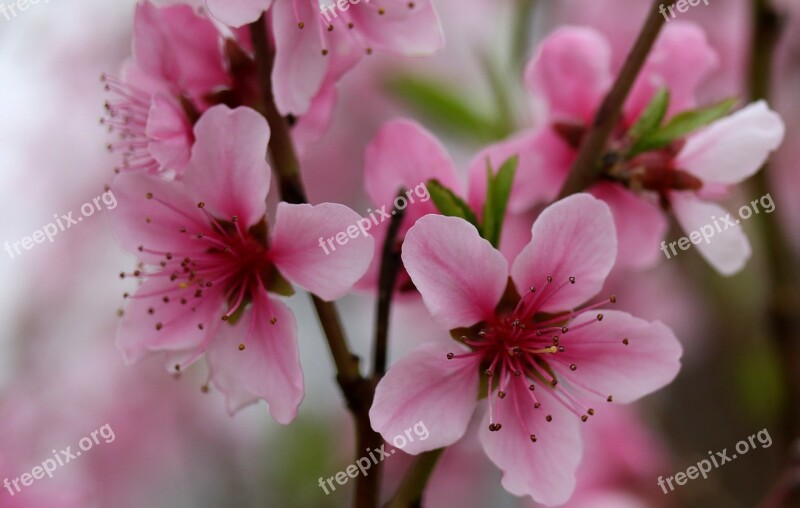 Flowers Pink Casey Tree Spring