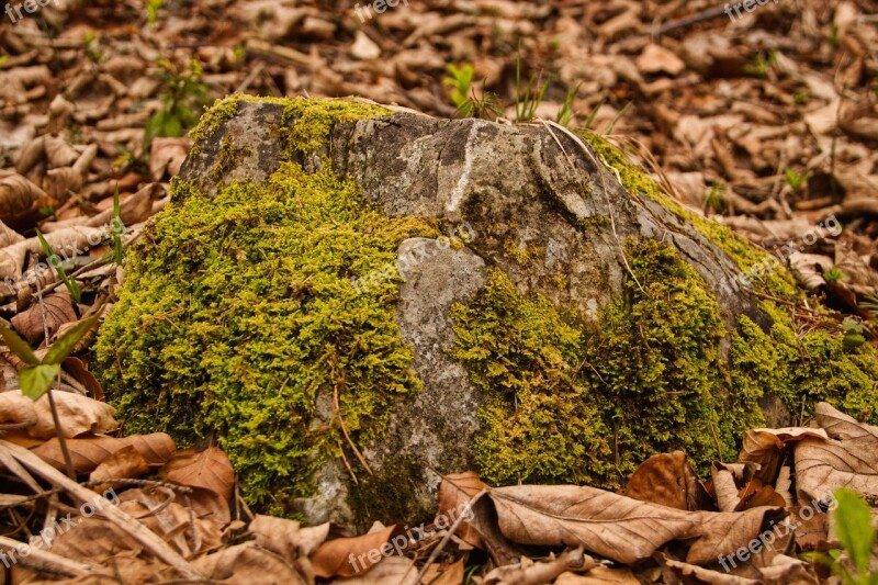 Forest Moss Leaves Stone Photography