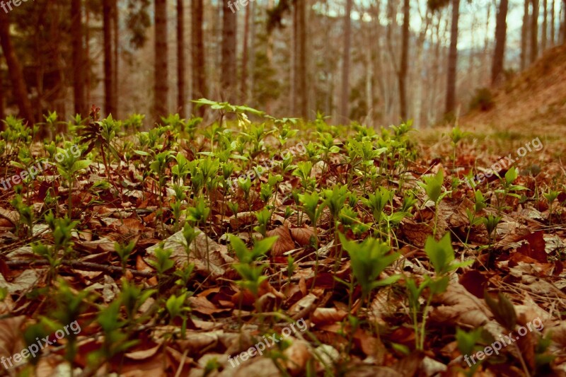 Nature Forest Leaves Natural Beautiful