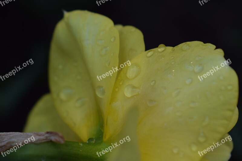 Daffodil Spring Blooms At Flower Nature