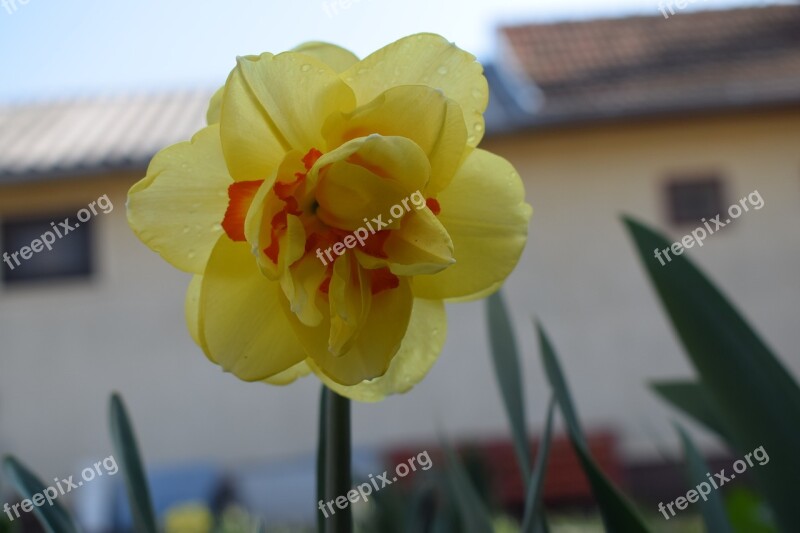 Daffodil Spring Flower Nature Yellow