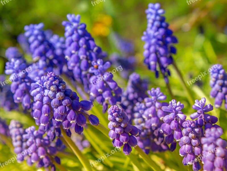 Nature Plant Muscari Blue Violet